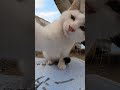 Kitten hitting the camera