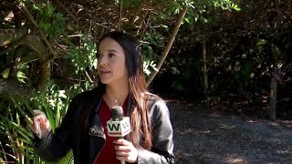 WEB EXTRA: Florida Black Bear Caught On Camera In Naples Neighborhood