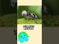 絶対に触ってはいけない生物【パンダアリ】#生物 #動物 #shorts