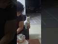 You've Been Chosen By The Cat