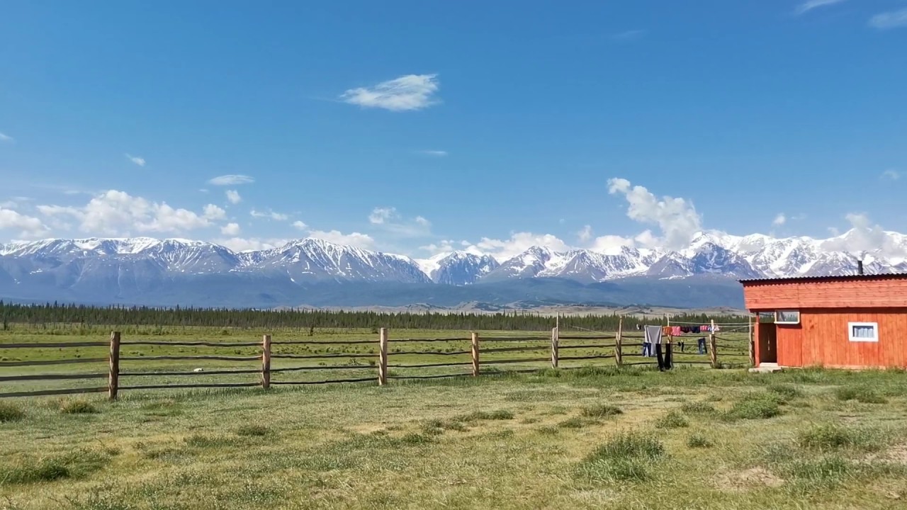 Курай красноярского