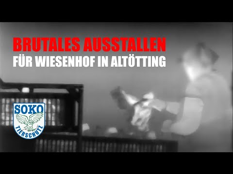 Brutales Ausstallen für Wiesenhof in Altötting// SOKO Tierschutz e.V.
