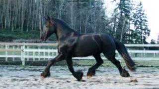 Tjesse 400 - Friesian Stallion