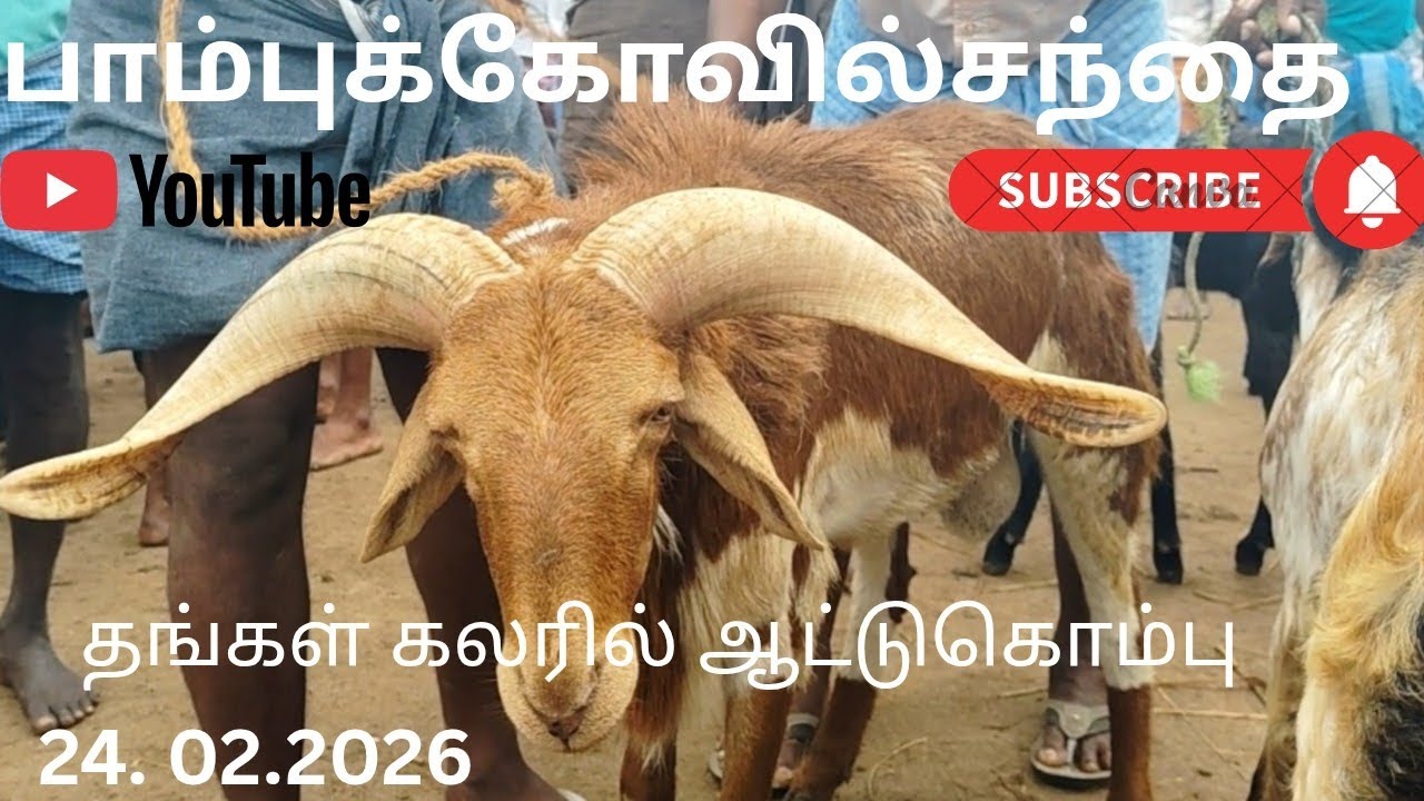 பாம்புக்கோவில் ஆட்டுசந்தை. 24.02.226