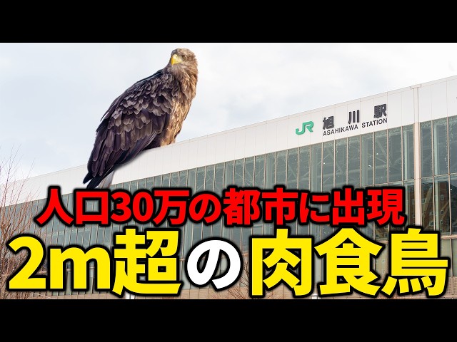 A large, carnivorous bird over 2 meters long was hiding just