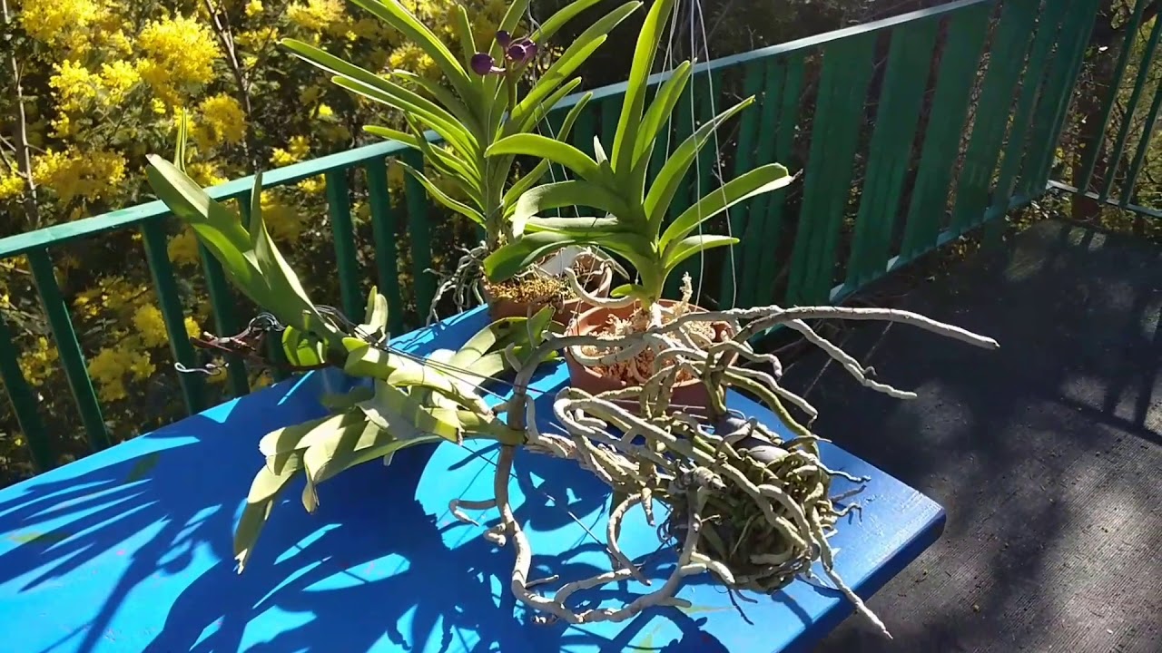 Keikis de orquídeas Vanda