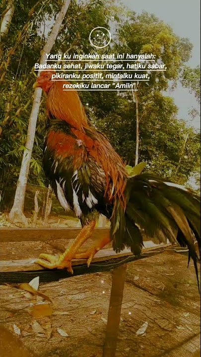 setory wa ayam jago keren