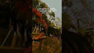 Download Lagu setory wa ayam jago keren MP3