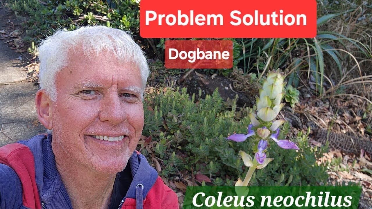 Dogbane - the Solution plant for many gardeners