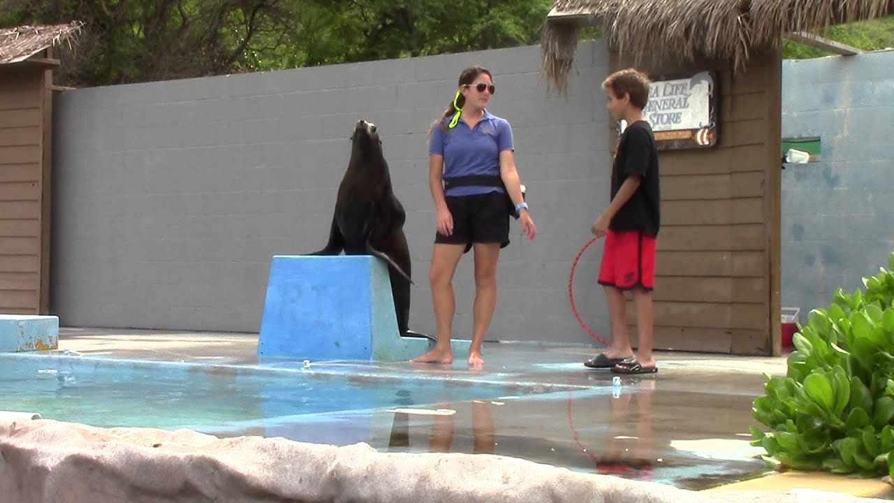 California Sea Lion Show at Sea Life Park Hawaii