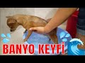 Badi Uslu Uslu Banyo Yapıyor    ( Chihuahua Buddy Taking a Bath )