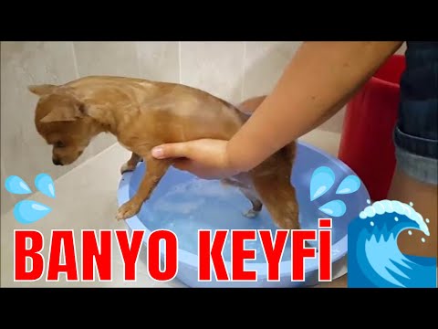 Video: Chihuahua Nasıl Yıkanır