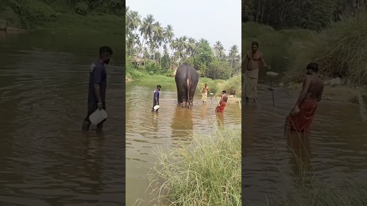 ആനയ്ക്ക് സംഭവിച്ചത് ....///Don't be afraid. Watch the elephant