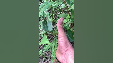 Cây giống Ưng bất bạc cho ai cần