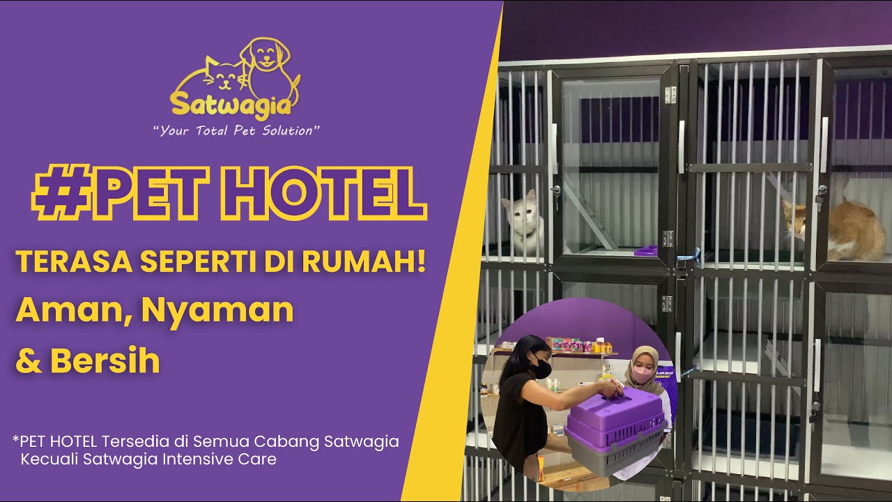 PET HOTEL TERNYAMAN DI INDONESIA KLINIK HEWAN SATWAGIA YouTube