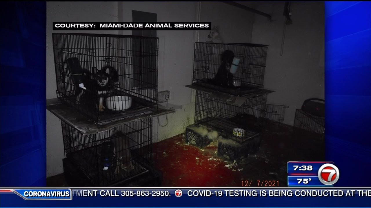 Animal Services rescue dozens of neglected puppies in Southwest Miami-Dade residence