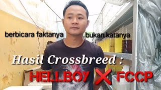 HASIL CROSSBREED IKAN CUPANG JENIS HELLBOY ❎ FCCP, ANAKANNYA AJIB BENER !!!.