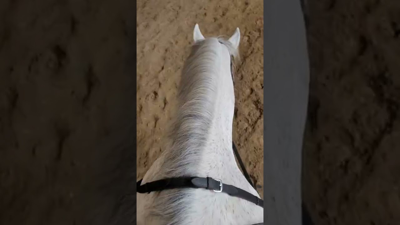 Mini Vlog😍/lieber Wallach oder doch Stute?🤫