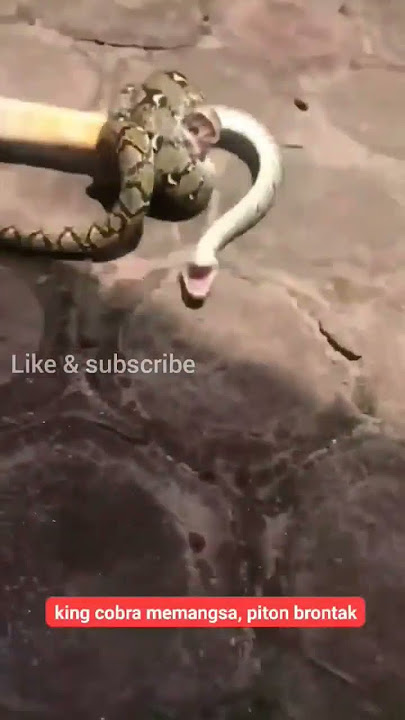 Pertarungan king cobra dengan ular piton
