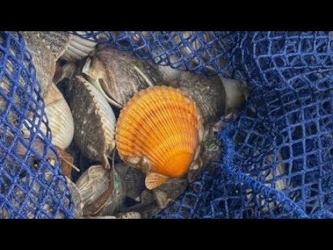 Scalloping 2021!