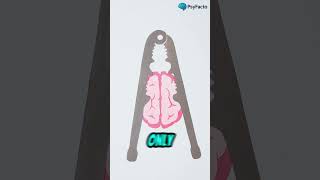 Your Brain Is Lying to You! #facts #psycholgyfacts #psychology #motivation #relationship #health