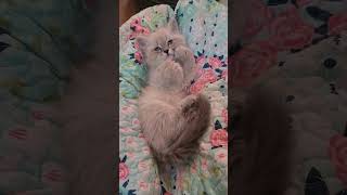 I'm So Sleepy 😴 #toocute #kitten