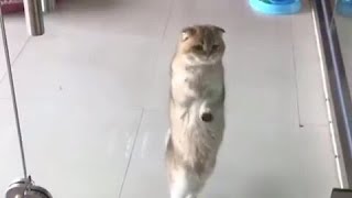 Adorable Cat Loves To Dance The Macarena