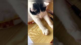 How To Cut Your Cats Nails Resimi