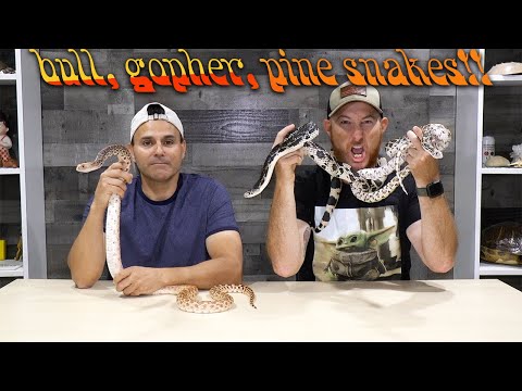 Bull snakes, Gopher