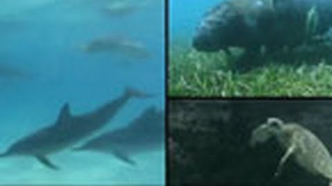 Predicting Harmful Algal Blooms