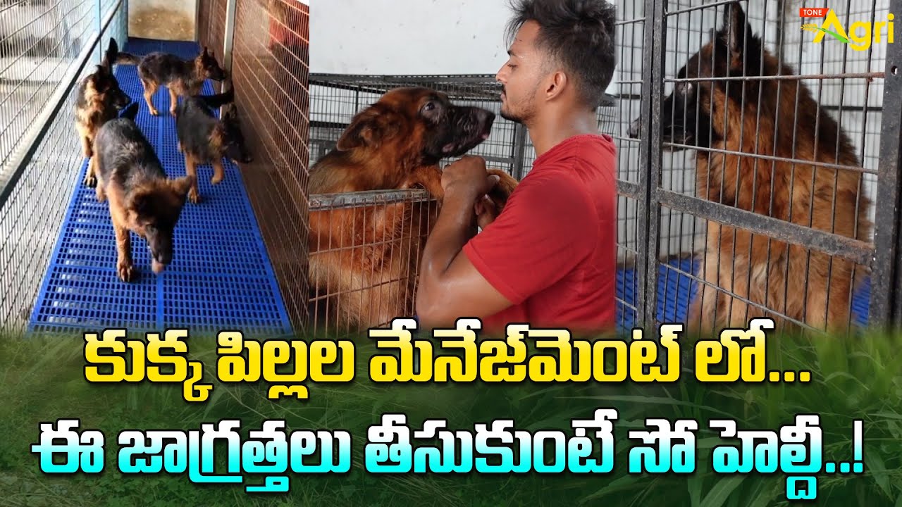 German Shepherd Management | ఈ జాగ్రత్తలు తీసుకుంటే సో హెల్దీ..!! Tone Agri