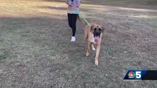 Pet Connection: Oct. 24, 2024