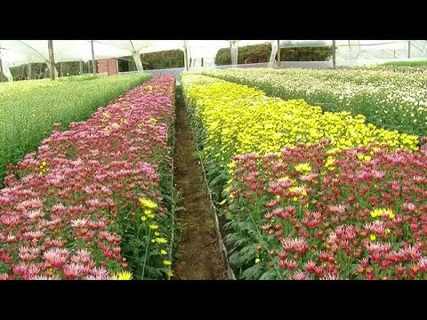 Video: Control De Plagas De Cultivos De Flores