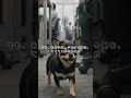 朝の挨拶もないオフィスに、社長が保護犬を連れてきた #pr #ワン寿 #ワンジュ