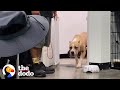 Pittie Scared Of A Cardboard Box Is The Happiest Family Dog Now | The Dodo Pittie Nation