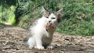 CAT CUTE - ANIMAL FUNNY - BILLI KARTI CAT - kitten cats funny - #28 by ANIMALS 22 1,343 views 2 weeks ago 3 minutes, 4 seconds