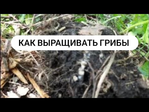 Как выращивать грибы в домашних условиях