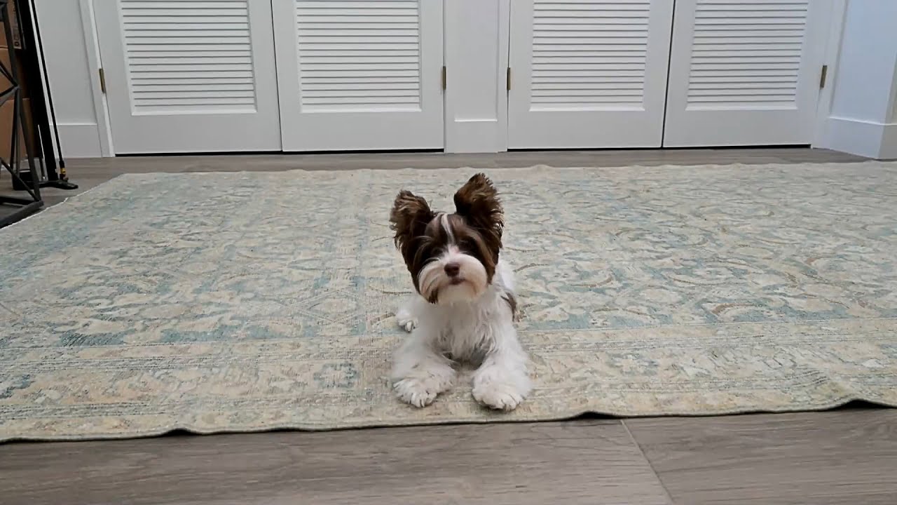 собаки мелких пород терьеров