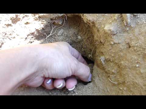 Baby African Sulcatas coming out of the ground! SO CUTE