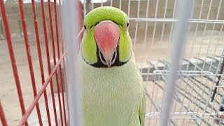 Ringneck Talking Parrot