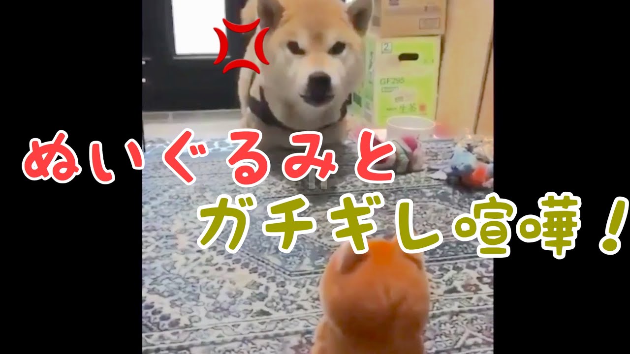 おもしろ犬や赤ちゃん犬と人間の会話 週間もふもふ 動物がかわいいyoutube動画はここだ