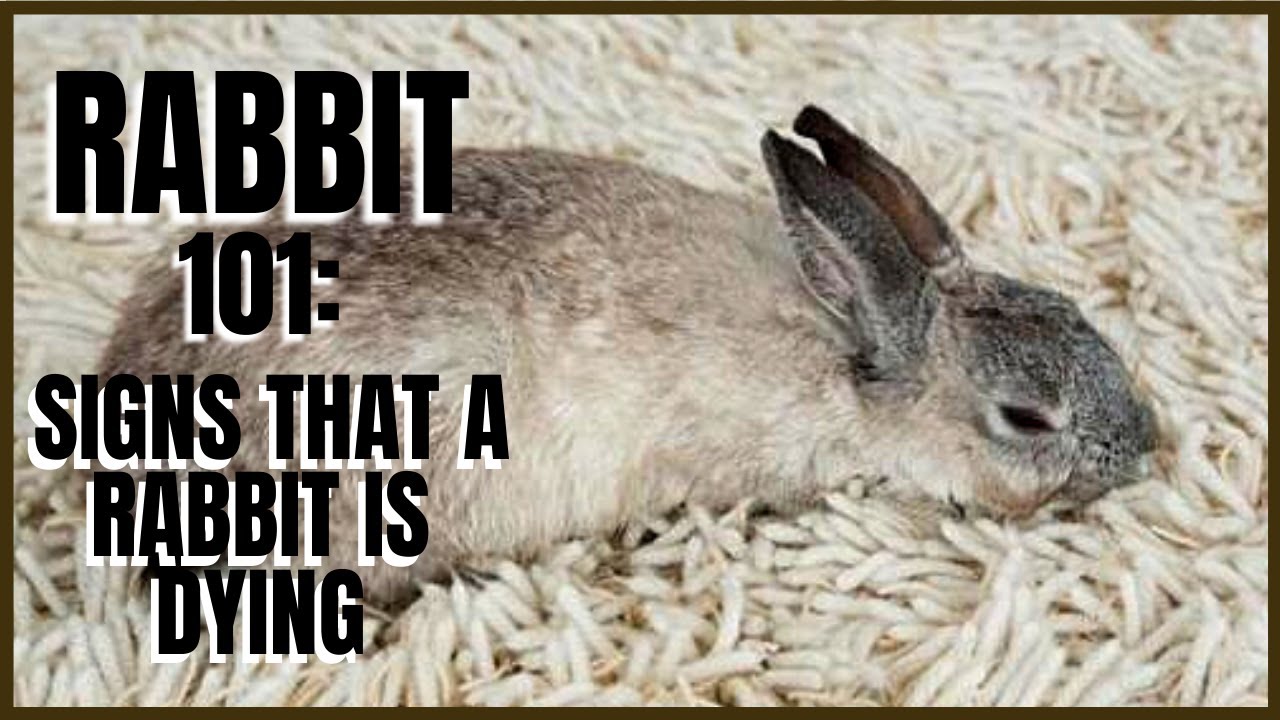 What Does A Dying Rabbit Sound Like Rabbit 101: Signs That A Rabbit Is Dying - YouTube