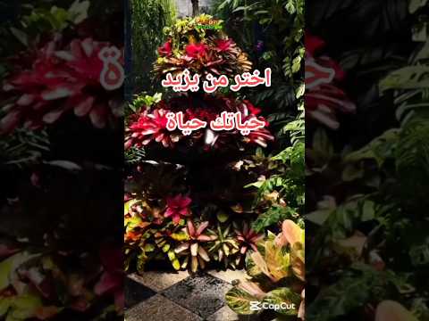 حكمه اعجبتني اختر من يزيد حياتك حياة ويكون لك عونا في الطريق ويجعل من العثرات خطوات اكسبلور تلاوة