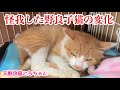 【総集編③】大怪我を負った野良子猫の隔離生活！最初の1ヶ月の記録