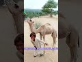 Camel baby milk shortshorts short camelofthar tharparkar