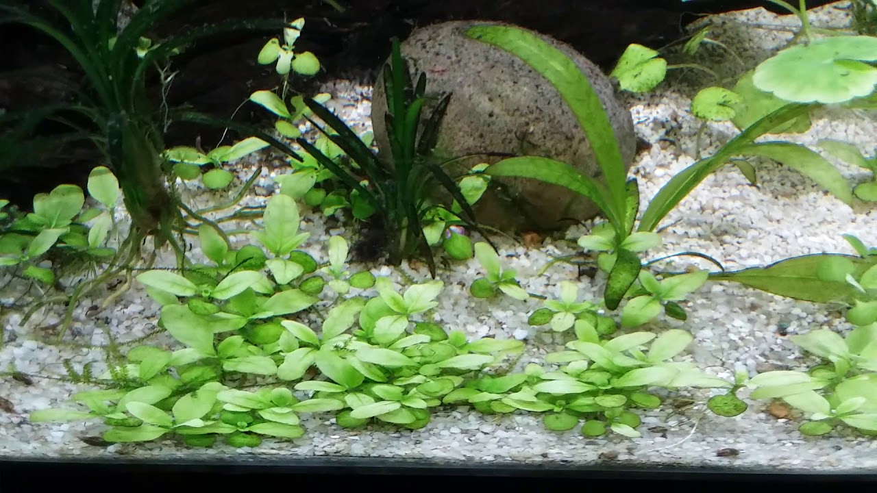 Fish room update with new fish and new plants