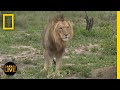 Safari Live - Day 288 | National Geographic