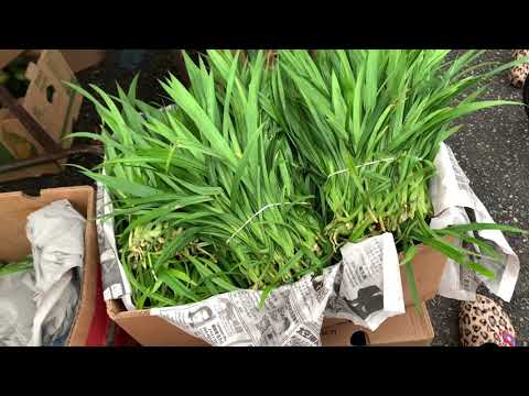 Video: Herb Garden Layout - Kawm Txog Cov Tshuaj Ntsuab Garden Designs