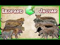 Leopard vs Jaguar Comparison Size LİVİNG EXTİNCT