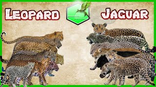 Leopard vs Jaguar Comparison Size LİVİNG EXTİNCT